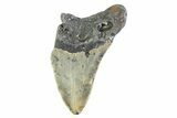 Partial, Fossil Megalodon Tooth - North Carolina #373172-1